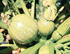 Zucchini Rondo De Nice Seeds