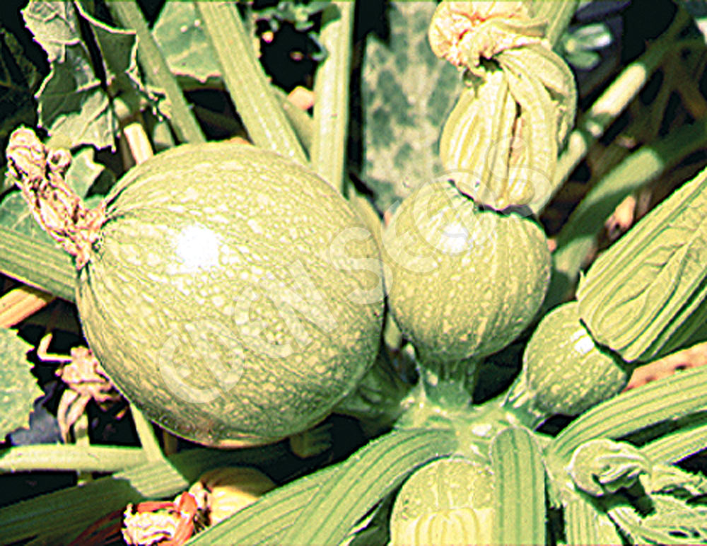 Zucchini Rondo De Nice Seeds
