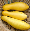 Zucchini Yellow Straightneck Seeds