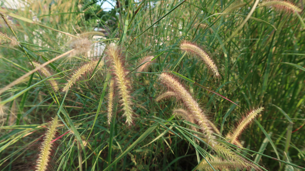Vanilla Grass Seeds