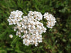 Yarrow Seeds