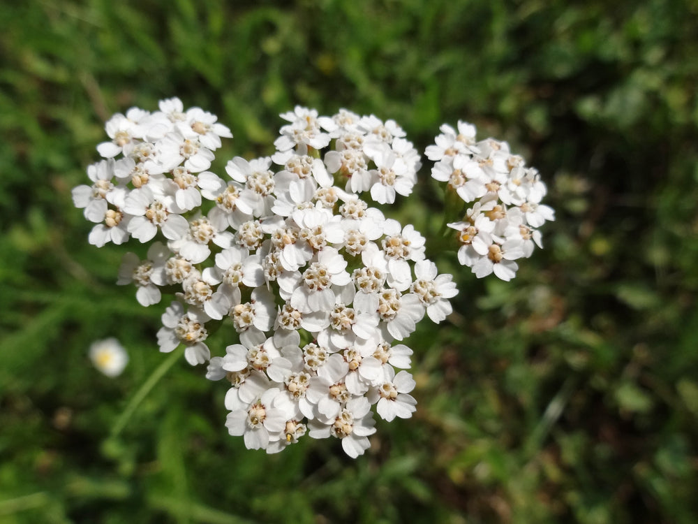 Yarrow Seeds