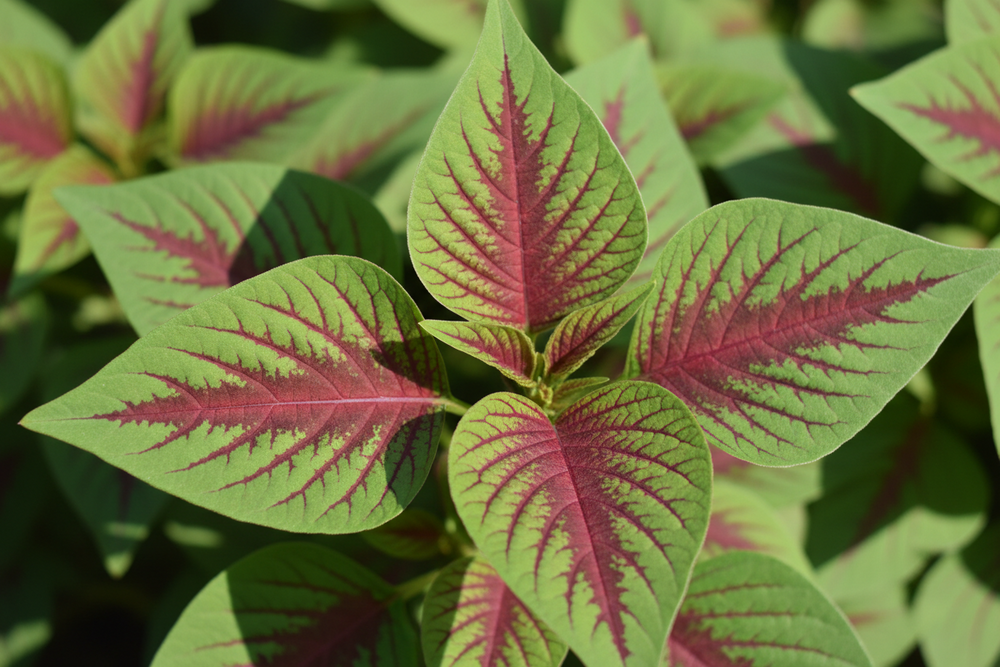 Amaranth Leaf Red Callaloo Seeds