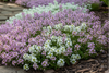 Alyssum Magic Circle Seeds