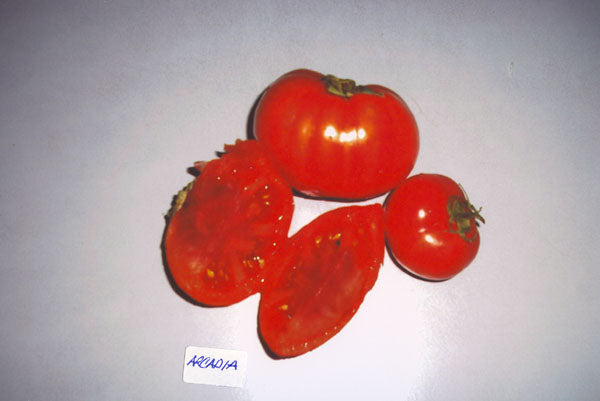 Tomato Arcadia Seeds
