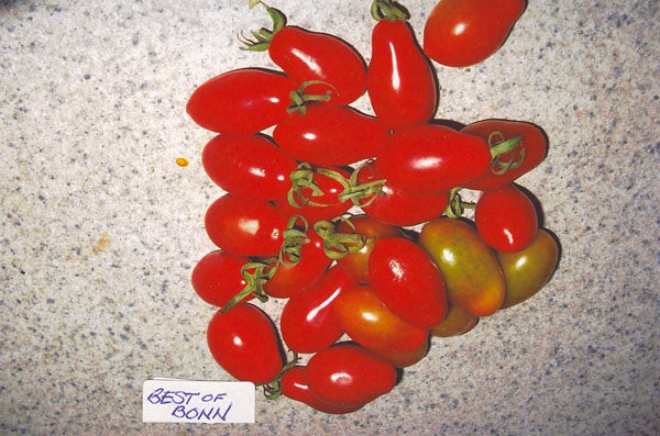 Tomato Best Of Bonn Seeds