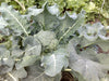 Broccoli Italian Green Sprouting Organic Seeds