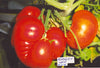 Tomato Burnley Gem Seeds