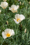 California Poppy Ivory Castle Seeds