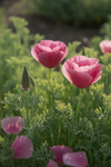California Poppy Purple Gleam Seeds