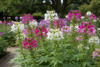 Cleome Colour Fountain Mixture Seeds
