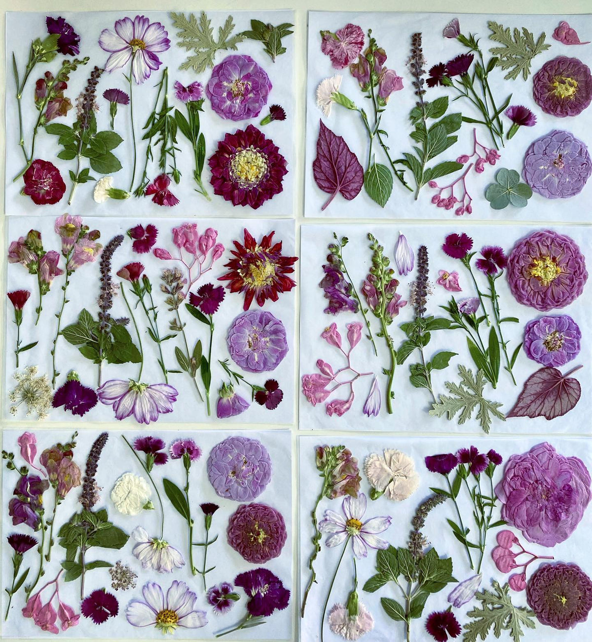 Custom Pressed Freeze Dried Edible Flowers