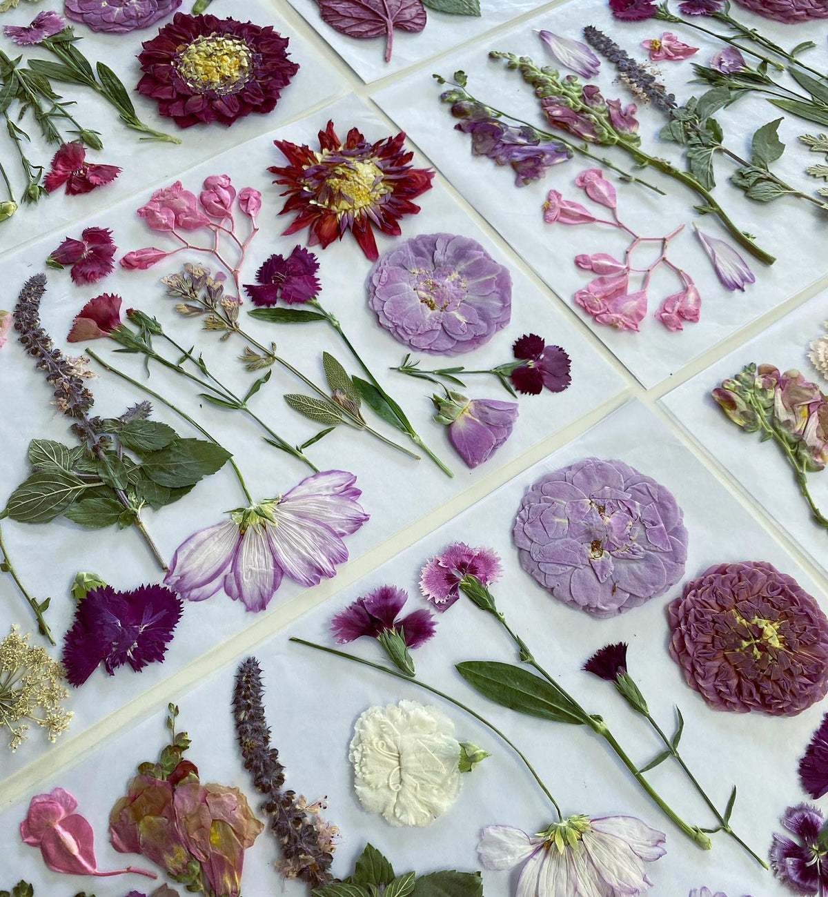 Pressed Seasonal Freeze Dried Edible Flowers