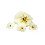 Freeze Dried Edible Violas/Pansies
