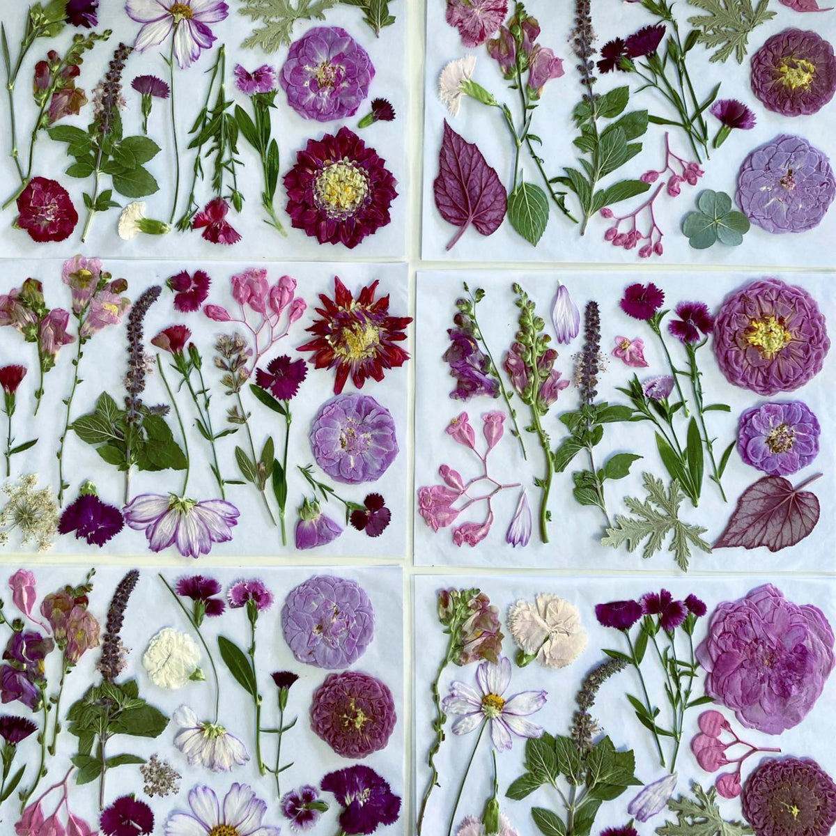 Pressed Seasonal Freeze Dried Edible Flowers