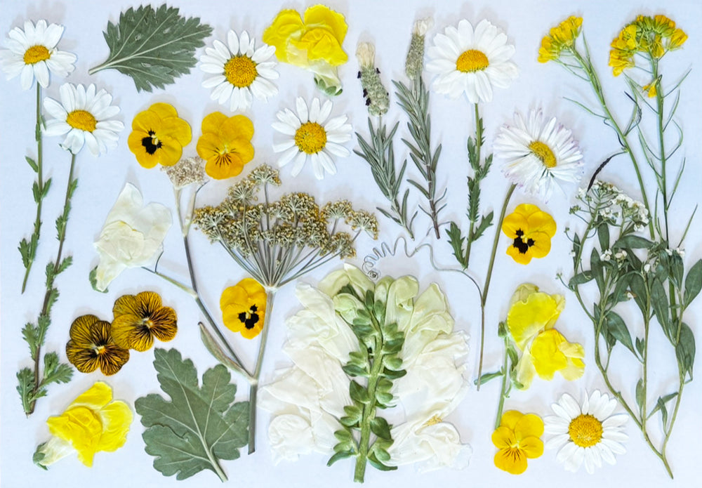 Custom Pressed Freeze Dried Edible Flowers