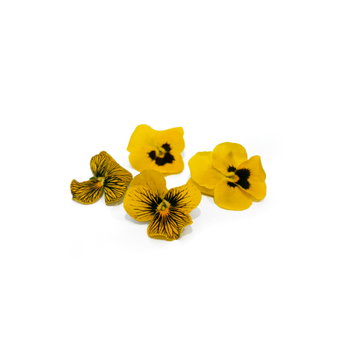 Freeze Dried Edible Violas/Pansies