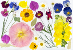 Custom Pressed Freeze Dried Edible Flowers