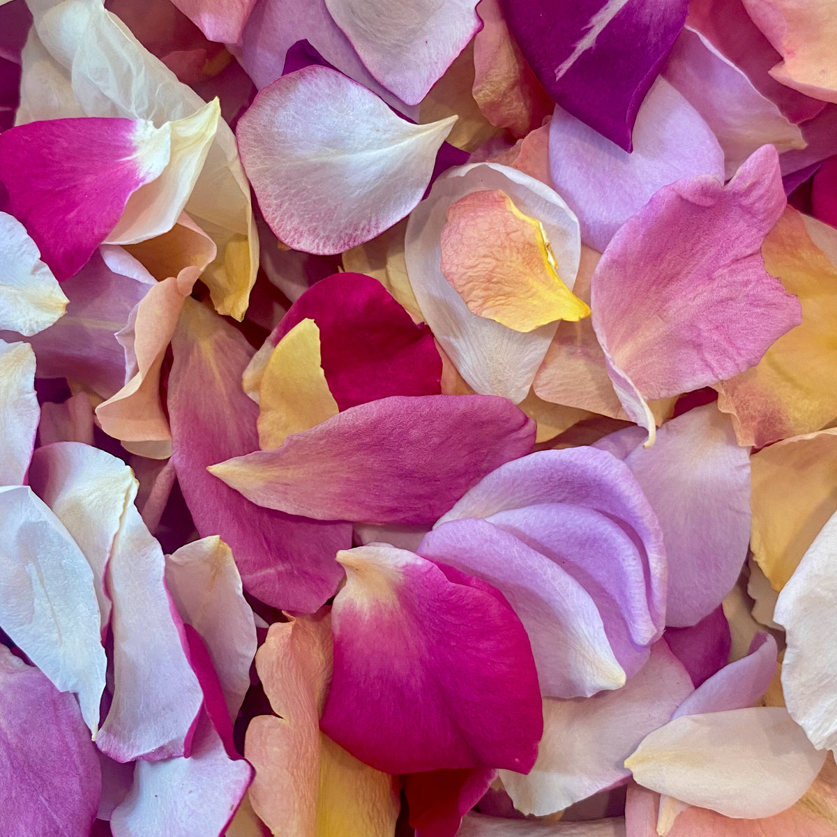 Freeze Dried Rose Petals