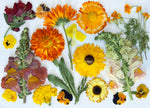 Custom Pressed Freeze Dried Edible Flowers