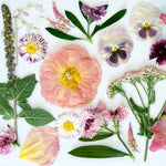 Pressed Seasonal Freeze Dried Edible Flowers