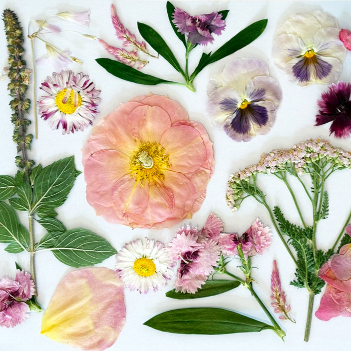 Pressed Seasonal Freeze Dried Edible Flowers