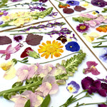 Baker's pack BULK mixed whole and pressed flowers