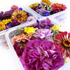 Baker's pack BULK mixed whole and pressed flowers