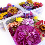 Baker's pack BULK mixed whole and pressed flowers