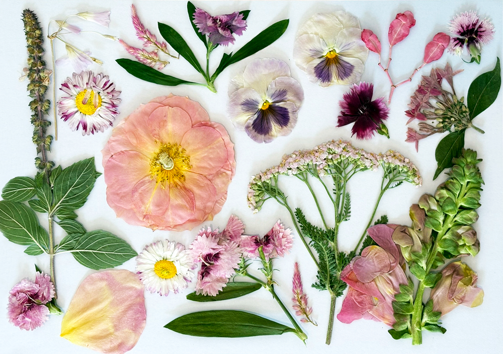 Custom Pressed Freeze Dried Edible Flowers