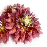 Baker's pack BULK mixed whole and pressed flowers