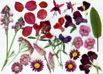 Custom Pressed Freeze Dried Edible Flowers