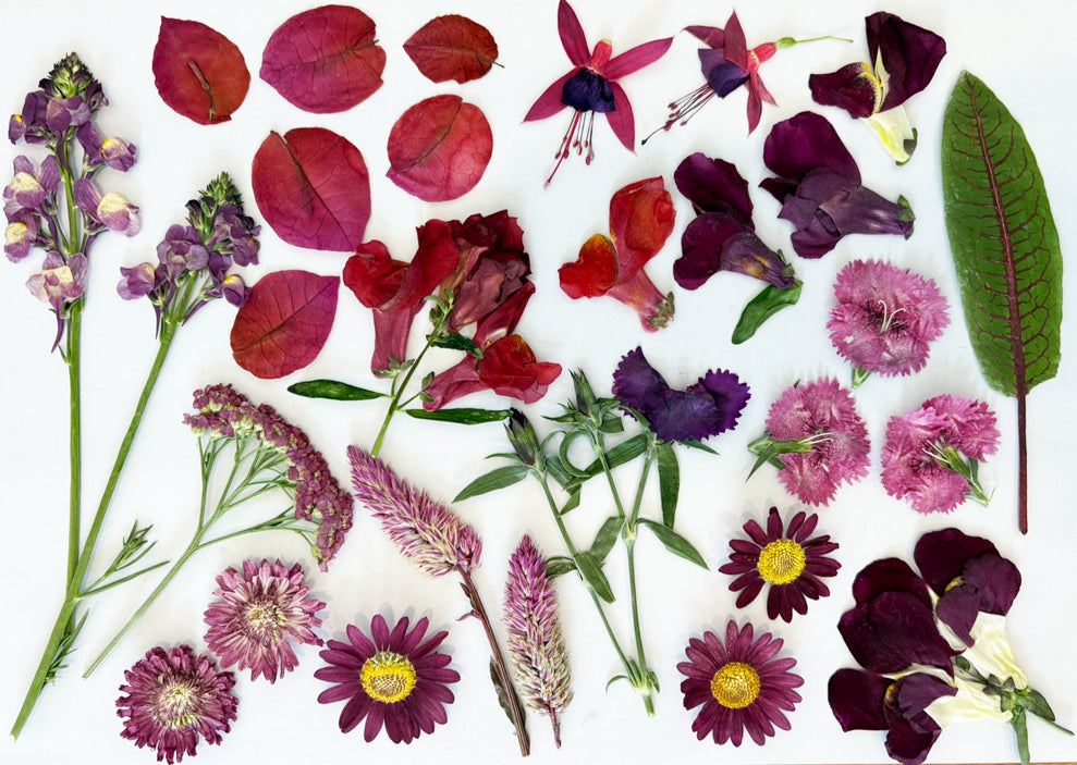 Custom Pressed Freeze Dried Edible Flowers