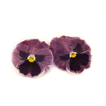 Freeze Dried Edible Violas/Pansies