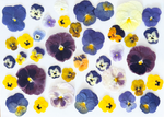 Custom Pressed Freeze Dried Edible Flowers