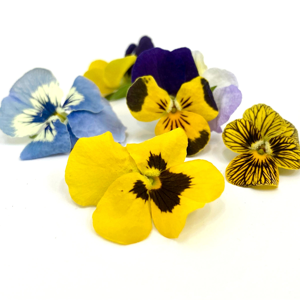 Freeze Dried Edible Violas/Pansies