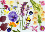Pressed Seasonal Freeze Dried Edible Flowers