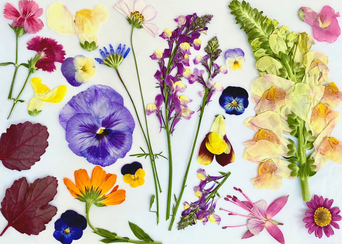 Pressed Seasonal Freeze Dried Edible Flowers
