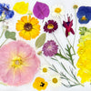 Pressed Seasonal Freeze Dried Edible Flowers