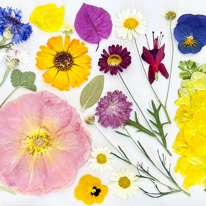 Pressed Seasonal Freeze Dried Edible Flowers