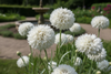 Centaurea (Cornflower) Double White Ball Seeds