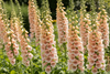 Foxglove Apricot Beauty Seeds