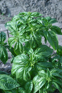 Basil Genovese Organic Seeds