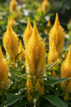 Celosia Golden Plume Seeds