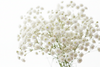 Gypsophila Baby's Breath Snowflake Seeds