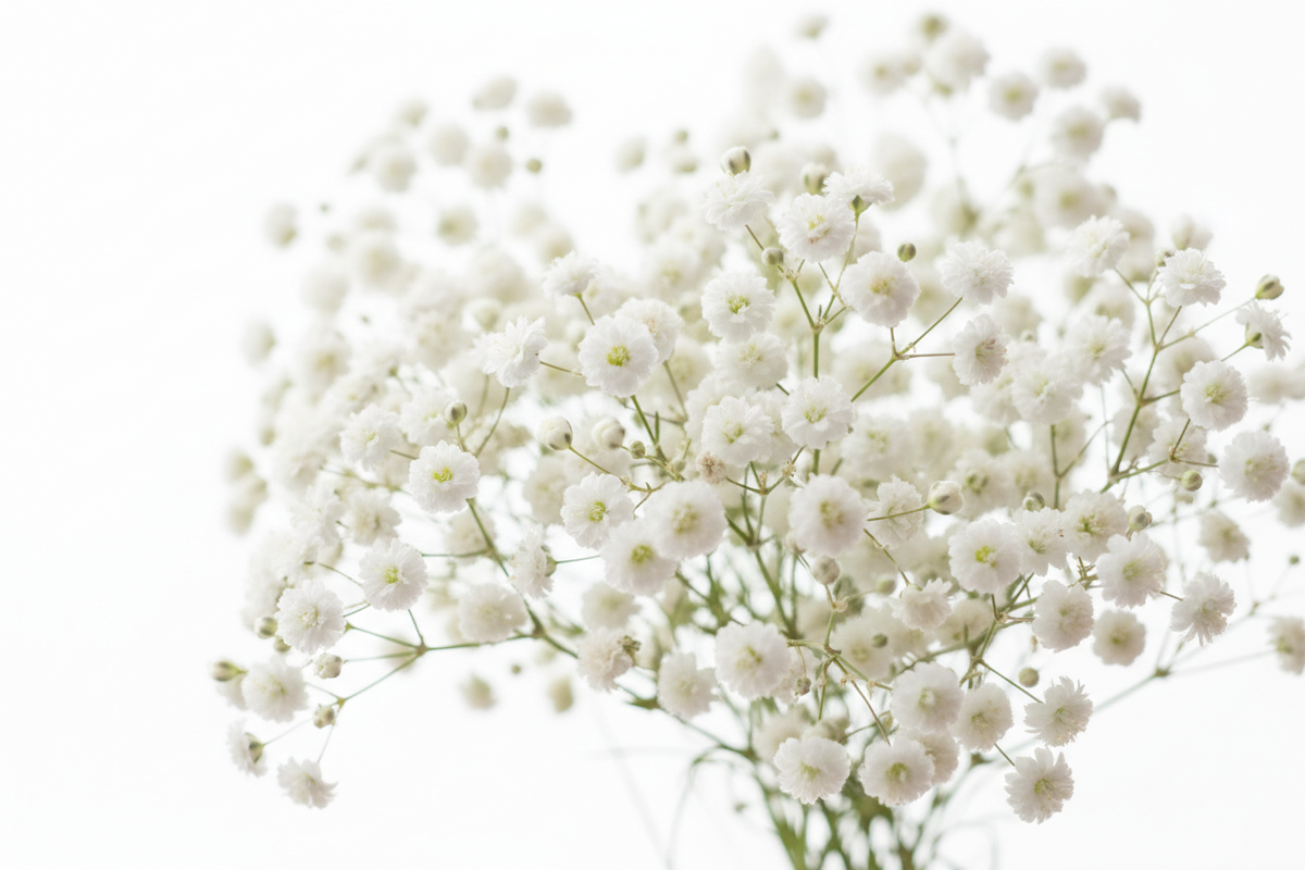 Gypsophila Baby's Breath Snowflake Seeds