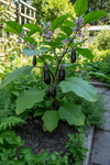 Eggplant Japanese Pickling Organic Seeds