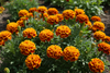 Marigold French Fiesta Seeds