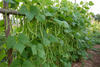 Bean Climbing Northeaster Organic Seeds
