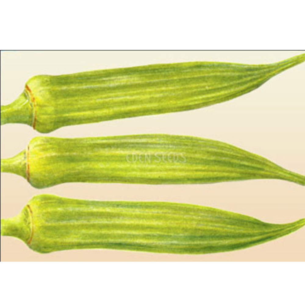 Okra Clemsons Spineless Seeds